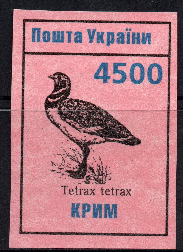 LITTLE BUSTARD Terax tetrax
