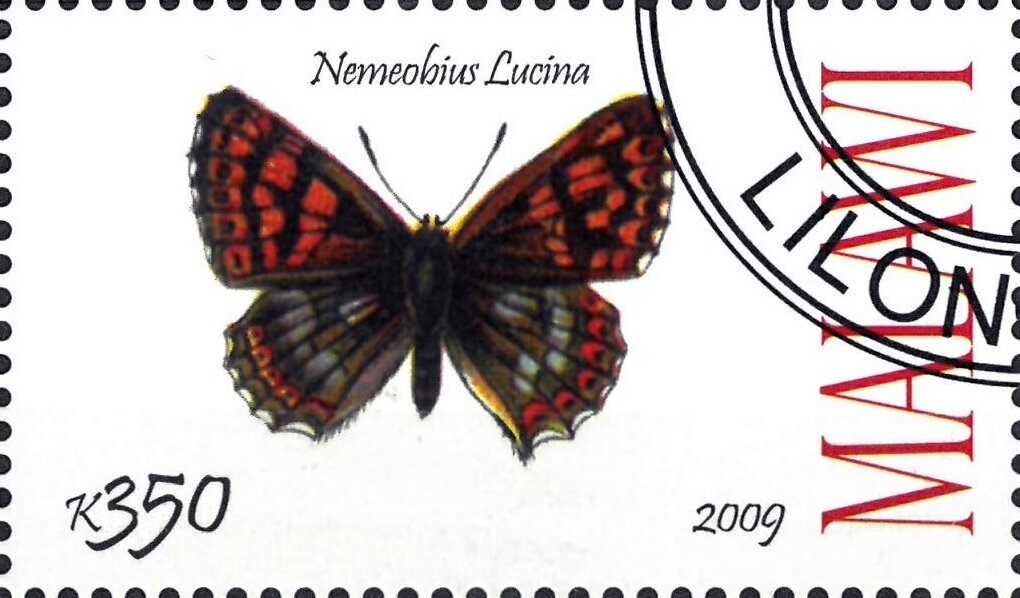 Nemeobius Lucina