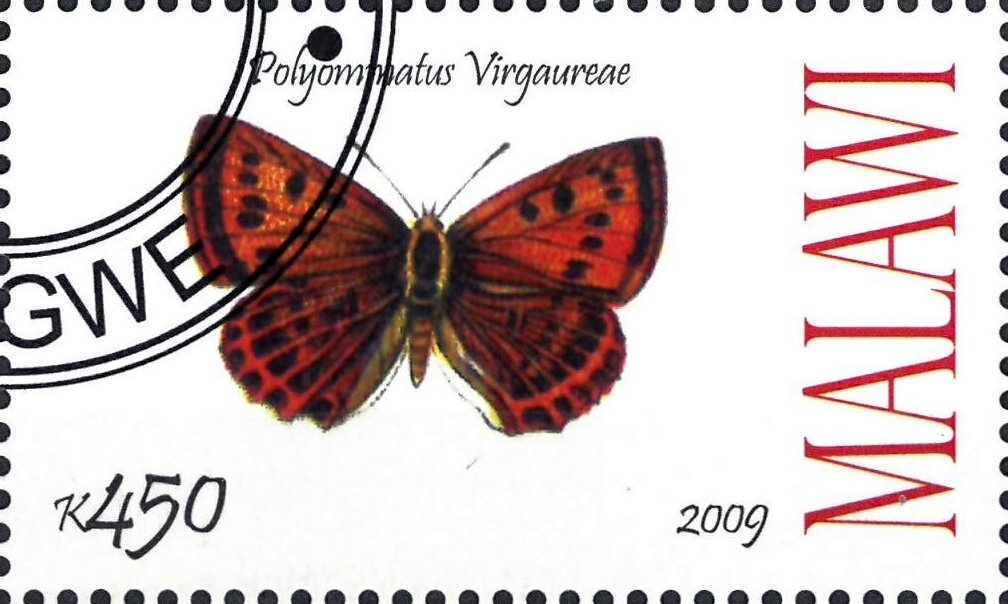 Polyommatus Virgaureae