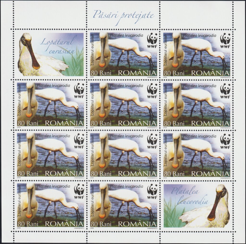 Eurasian Spoonbill (Platalea leucorodia) MS