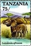 African Elephant (Loxodonta africana)