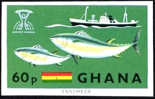 Atlantic Bluefin Tuna (Thunnus thynnus), Steamer, Flag
