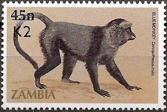 Blue or Diademed Monkey (Cercopithecus mitis)
