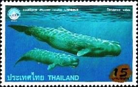 Sperm Whale (Physeter catodon)