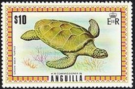 Green Sea Turtle (Chelonia mydas)