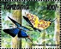 Stamp, Creamy Highflier (Aphnaeus flavescens), Tanzania,  , Animals (Fauna), Butterflies, Insects