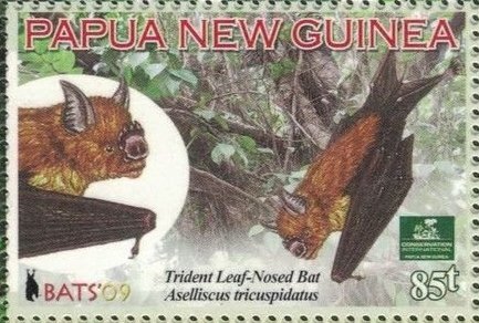 Trident Leaf-nosed Bat (Aselliscus tricuspidatus)