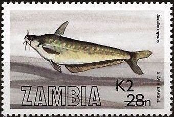 African Butter Catfish (Schilbe mystus)