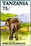African Elephant (Loxodonta africana)