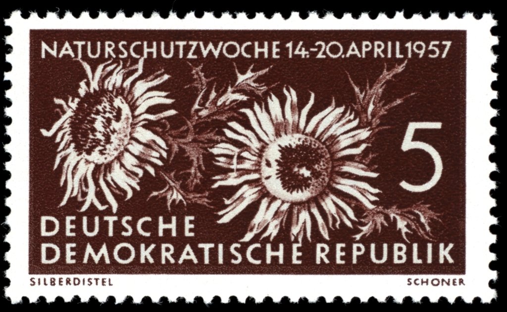 Carlina acaulis