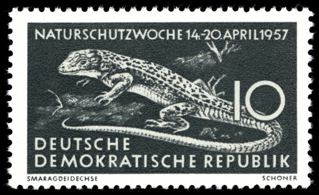 European Green Lizard (Lacerta viridis)