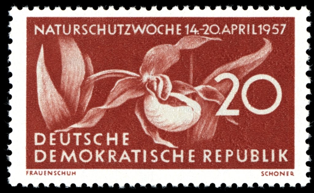 Cypripedium calceolus