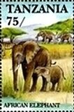 African Elephant (Loxodonta africana)