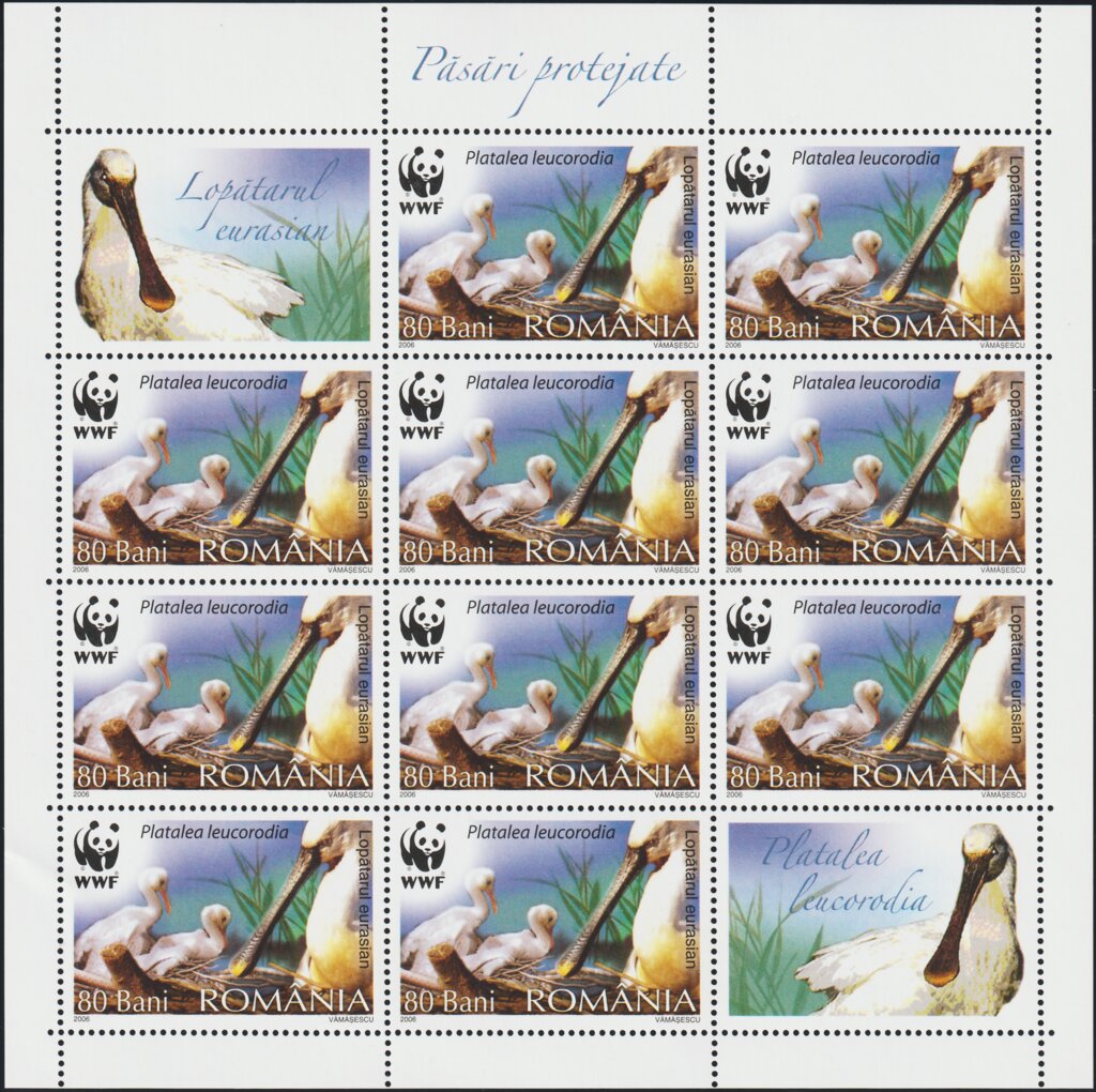 Eurasian Spoonbill (Platalea leucorodia) MS