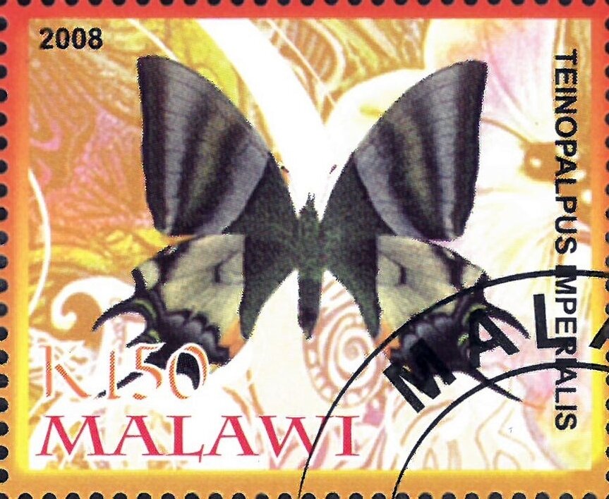 Teinopalpus Imperialis