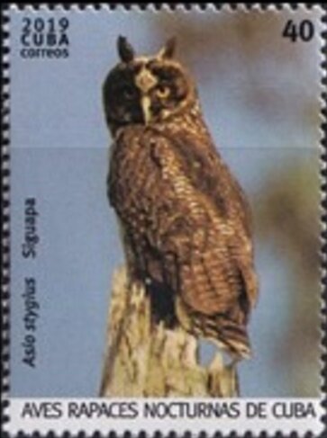 Stygian Owl (Asio stygius)