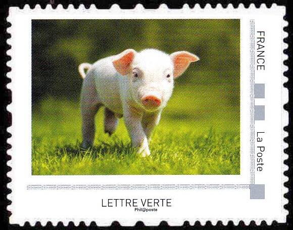 Pig