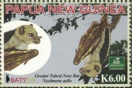 Greater Tubed-nosed Bat (Nyctimene aello)