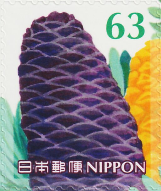 Pine Cone