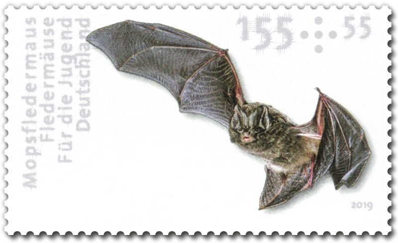 Western Barbastelle (Barbastella barbastellus)