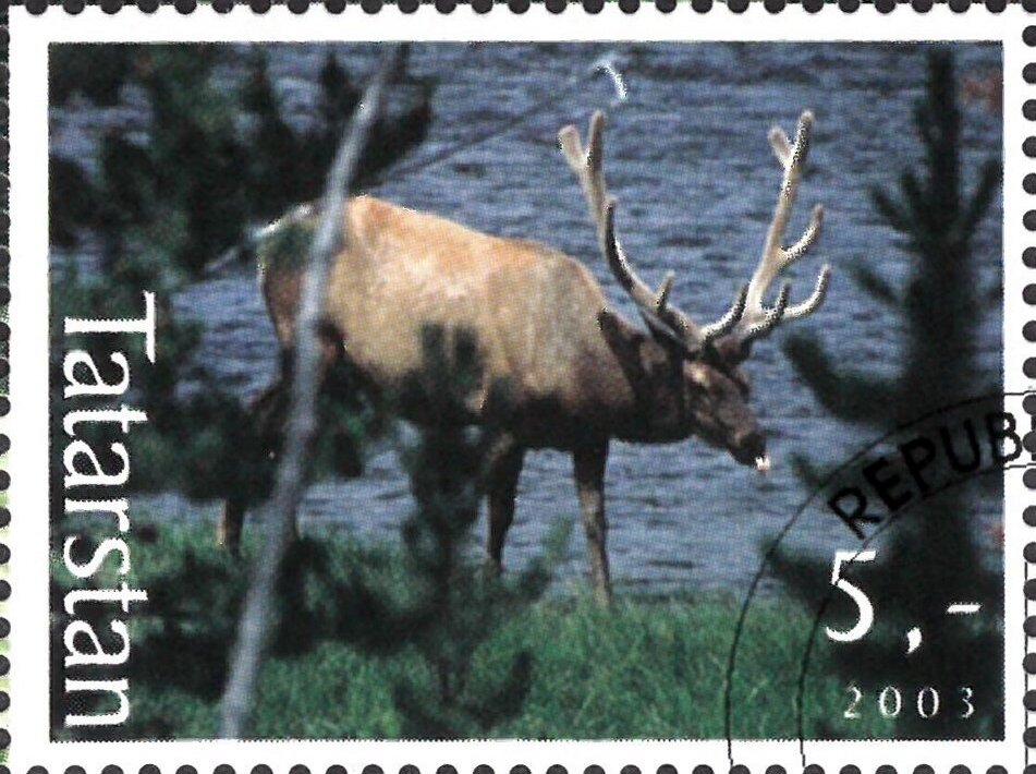 Deer
