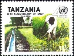 Irrigated rice farming