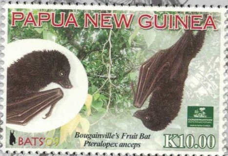Bougainville Monkey-faced Bat (Pteralopex anceps)