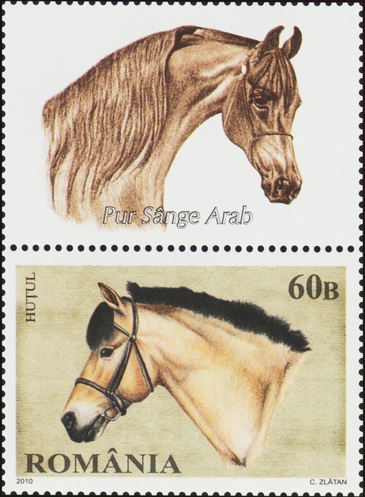 Huțul Horse (Equus ferus caballus) ZF