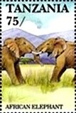African Elephant (Loxodonta africana)