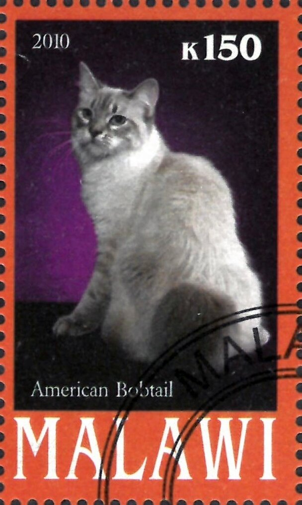 American Bobtail