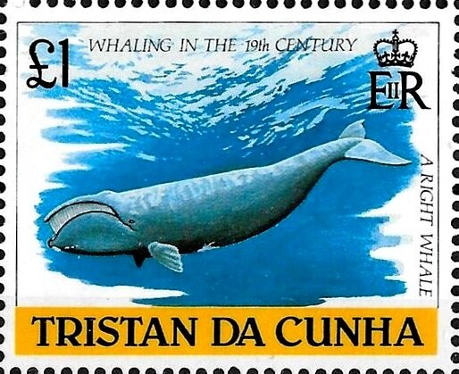 Southern Right Whale (Eubalaena australis)