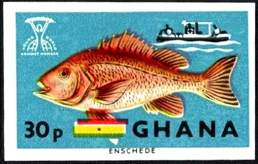 Red Snapper (Lutjanus campechanus), Fishing Trawler “Shama",