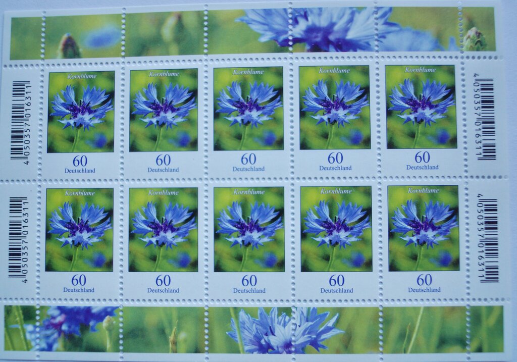 Blumen / Kornblume