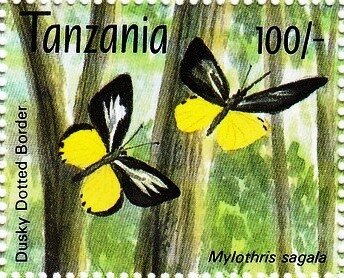 Lemon Ditted Border (Mylothris sagala)