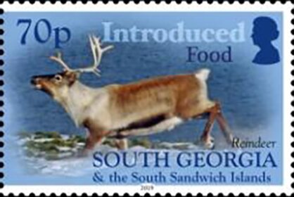 Reindeer