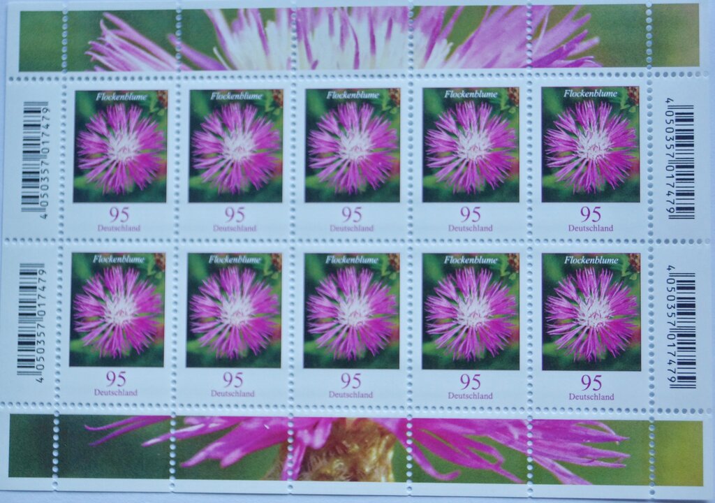 Blumen / Flockenblume