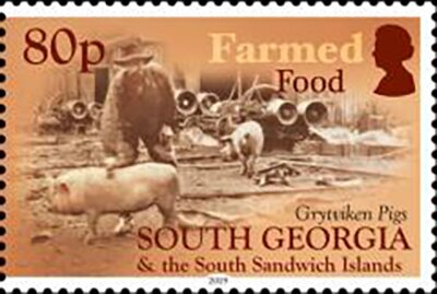 Pigs Raised in Grytviken