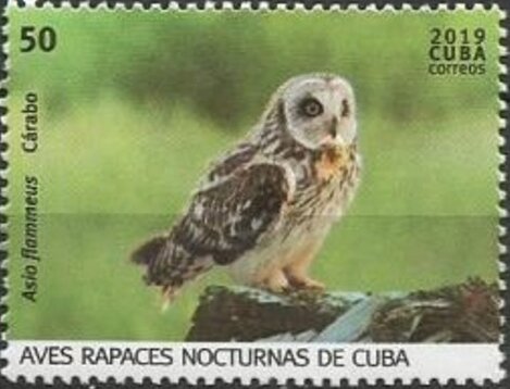 Short-eared Owl (Asio flammeus)