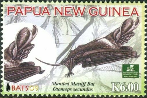 Mantled Mastiff Bat (Otomops secundus)