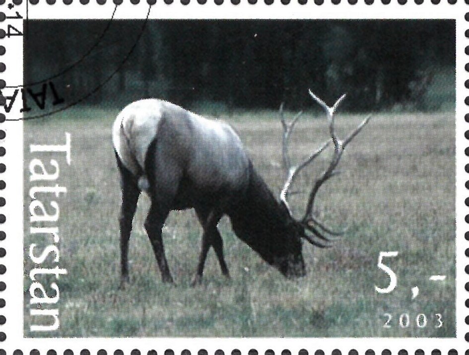 Deer