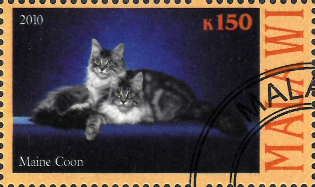 Maine Coon