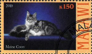 Stamp, Maine Coon, Cinderellas,  , Animals (Fauna), Cats, Mammals