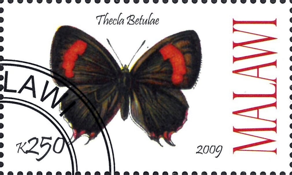Thecla Betulae