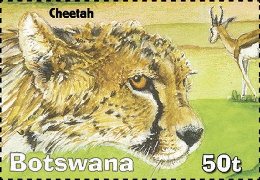 Cheetah