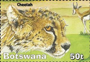 Stamp, Cheetah, Botswana,  , Animals (Fauna), Cheetahs