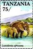 African Elephant (Loxodonta africana)