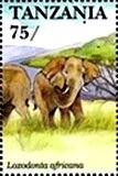 African Elephant (Loxodonta africana)