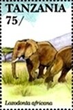 African Elephant (Loxodonta africana)