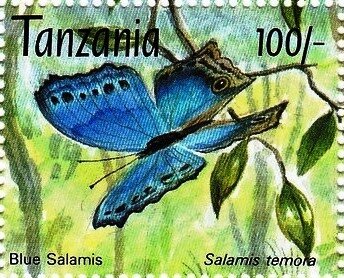 Blue Mother-of-pearl (Salamis temora)