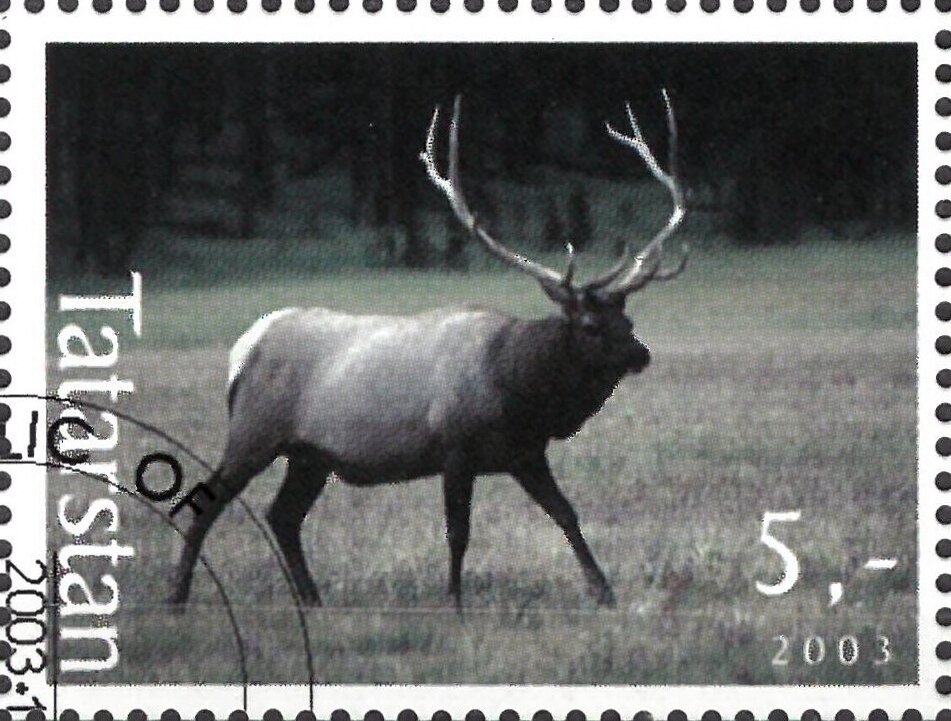 Deer